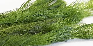 Milfoil Oxygenating Pond Plant (2 Bunch)