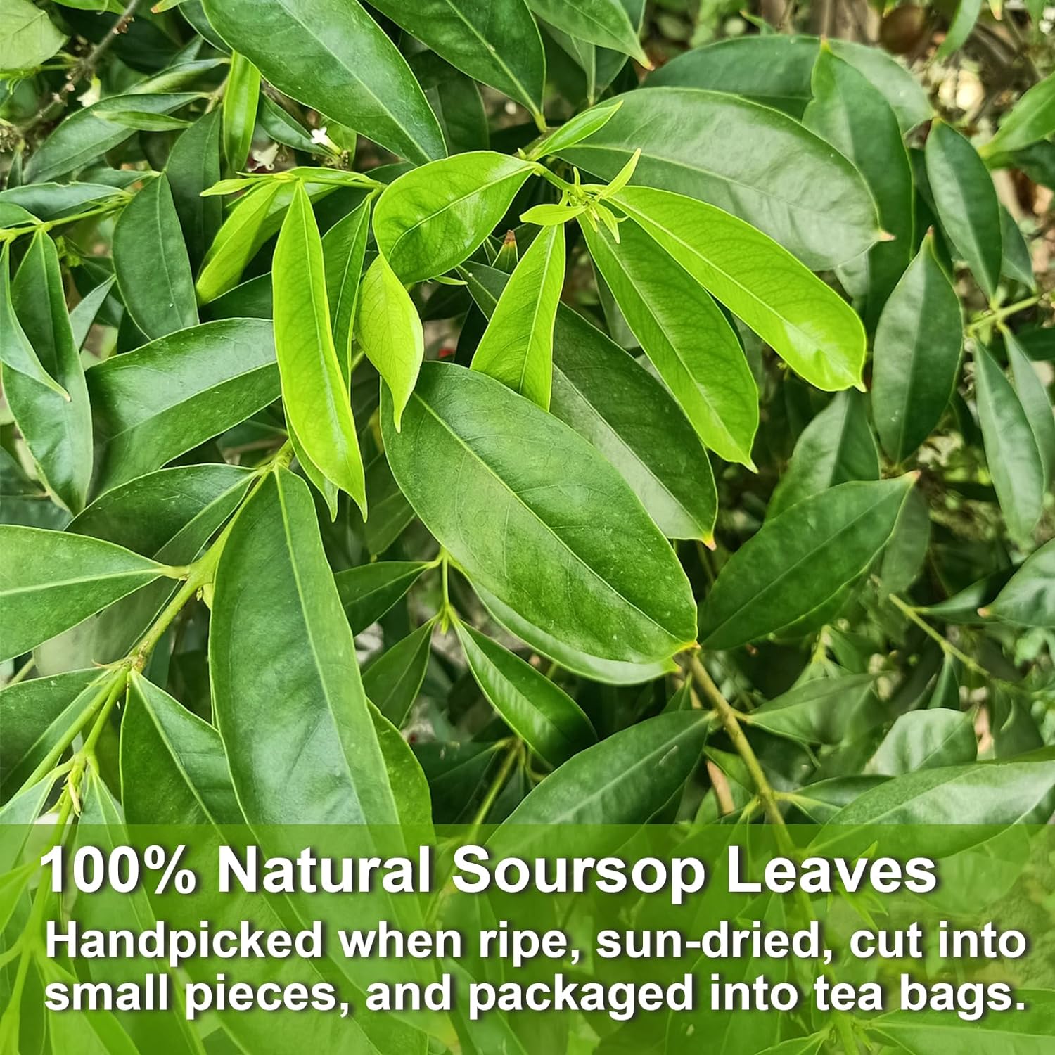 FullChea - Soursop Leaves Tea Bags, 40 Teabags - Premium Soursop Graviola Leaves - Hojas De Guanabana Tea - Non-GMO - Caffeine-free - Improve Digestion, Support Healthy Skin & Sleep - Image 3