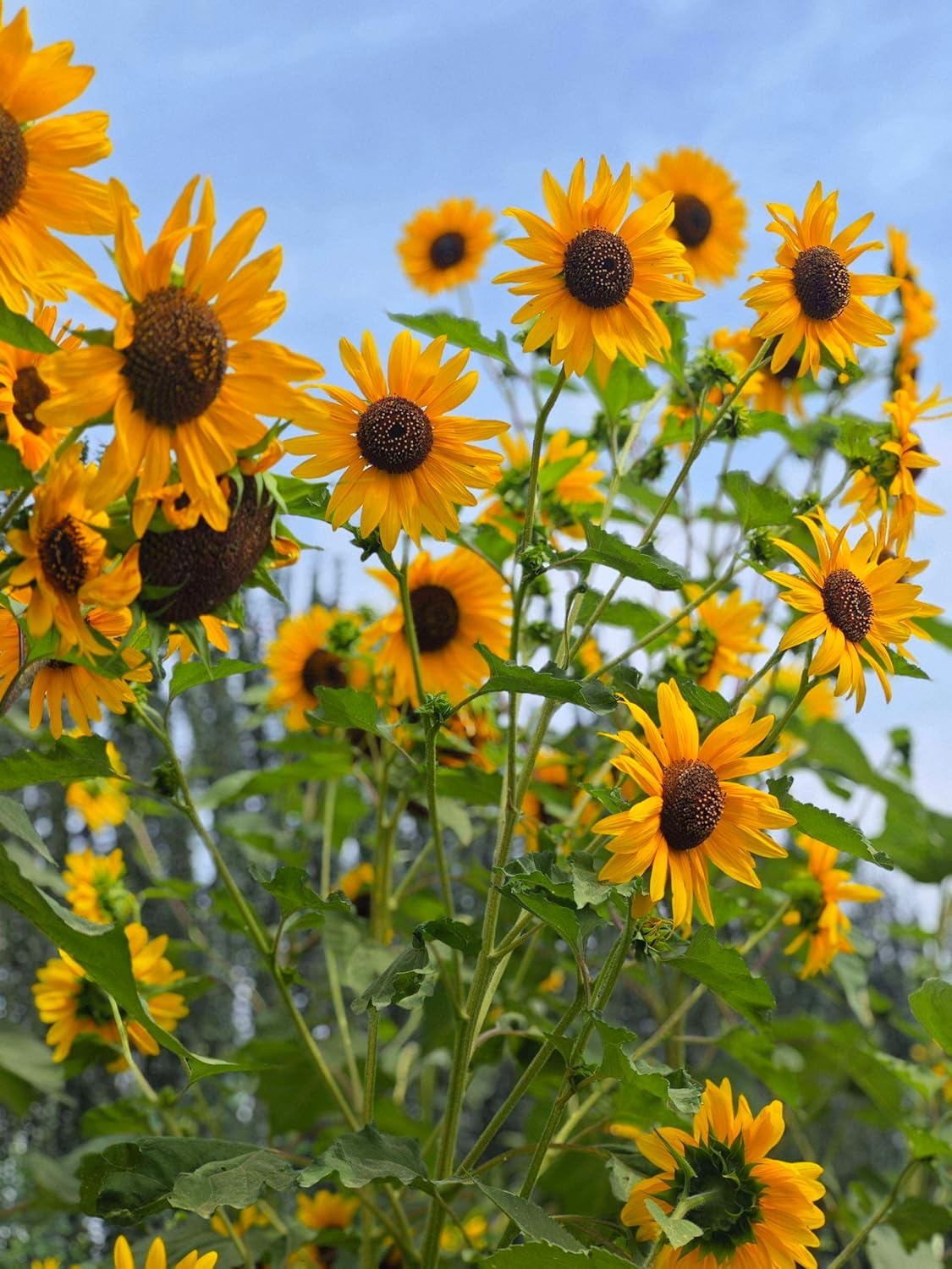 85 Sunflower Seeds to Plant - 60-80 Inch Tall with Multiple Bright Yellow Blooms Borders Boundary Flower Plants Attract Bees and Birds