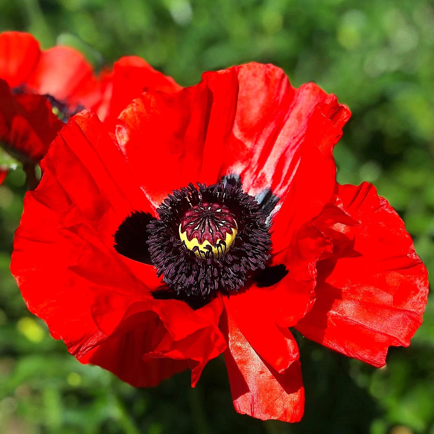 Massive Oriental Poppy! Hardy Perennial red Scarlet bracteatum Papaver