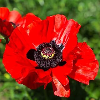 Massive Oriental Poppy! Hardy Perennial red Scarlet bracteatum Papaver 30 Seeds