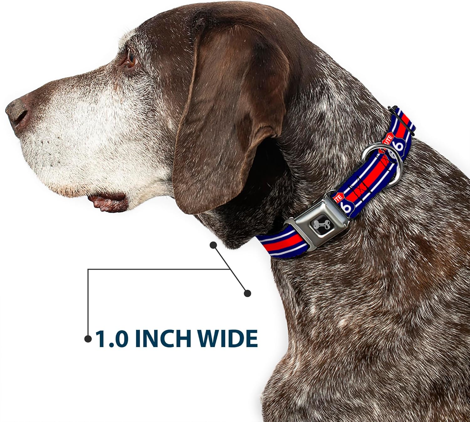 Dog Collar Seatbelt Buckle Route 66 Highway Sign Stripe Blue White Red 11 to 17 Inches 1.0 Inch Wide