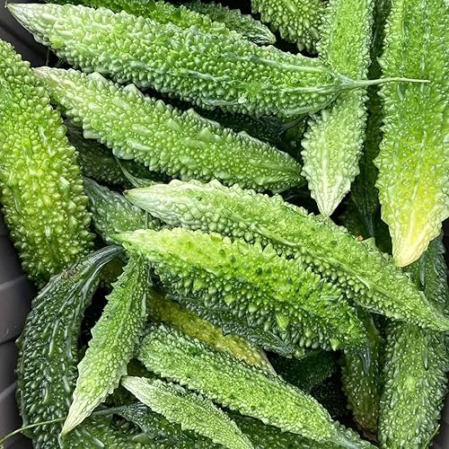 Miniatura 2 de CHUXAY GARDEN Semilla de calabaza amarga larga japonesa 25 semillas beneficios para la salud vegetal verde comestible gran cosecha alimenticia