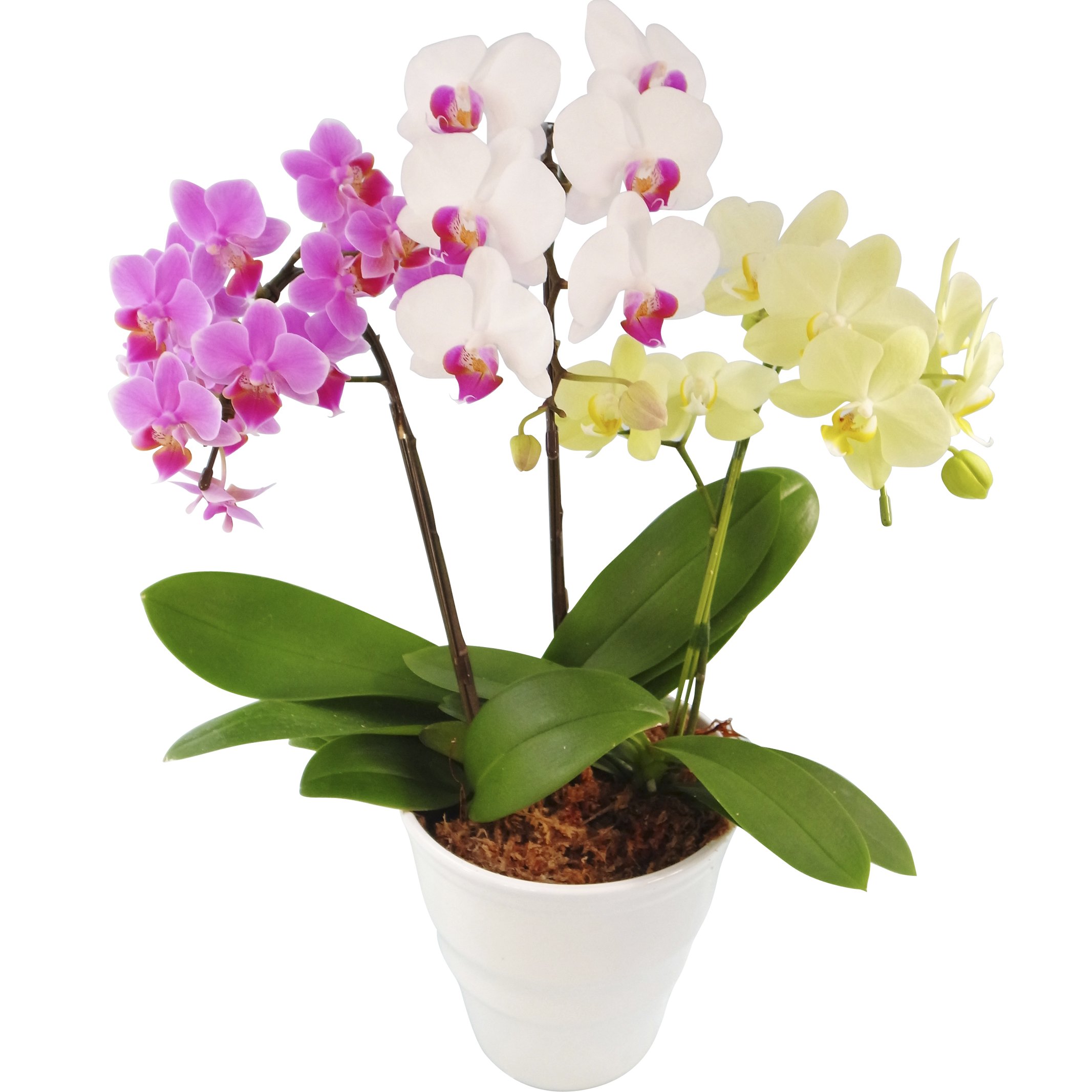 Amazon.co.jp: 産地直送の花ギフト 椎名洋ラン園のミディ胡蝶蘭