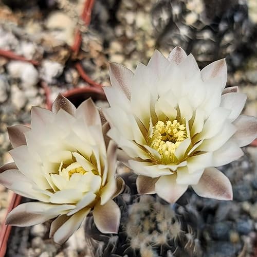 Miniatura 2 de Gymnocalycium ragonesii Cactus Cactus Suculenta Planta Real