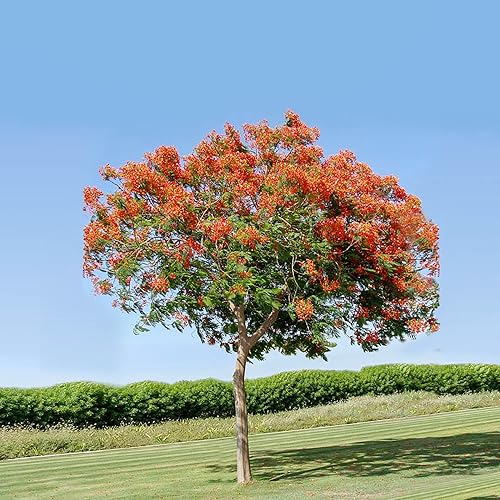 Miniatura 5 de YEGAOL Garden - Árbol tropical de Delonix Regia Seeds llamativo, exhibición ardiente de flores grandes, rojas brillantes o naranjas tolerantes a la