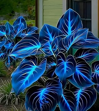 Mix Hostas for Planting UK, Hardy Perennial, Excellent Display, Mix Greening Flower, Natural Organic, Wedding, Balcony Garden-10 Bulbs-G