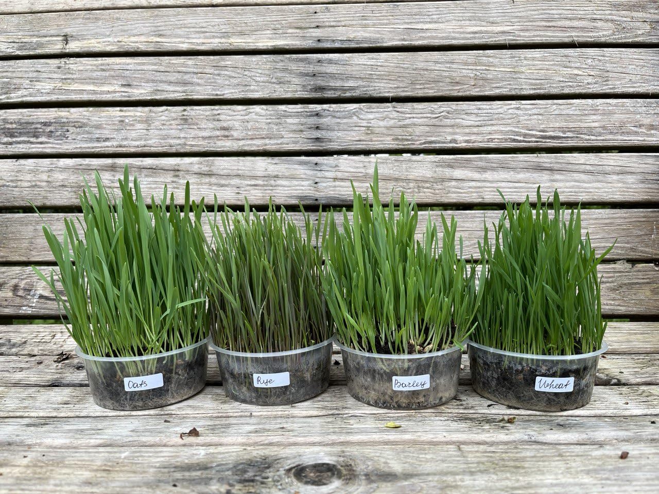 Ready-to-Eat Cat Grass Meadows – 4 Live Plants Ideal for Cats | 4 Varieties: Wheat, Barley, Rye, Oats | Supports Digestion, Enhances Well-Being | Natural Source of Fiber, Vitamins, and Minerals