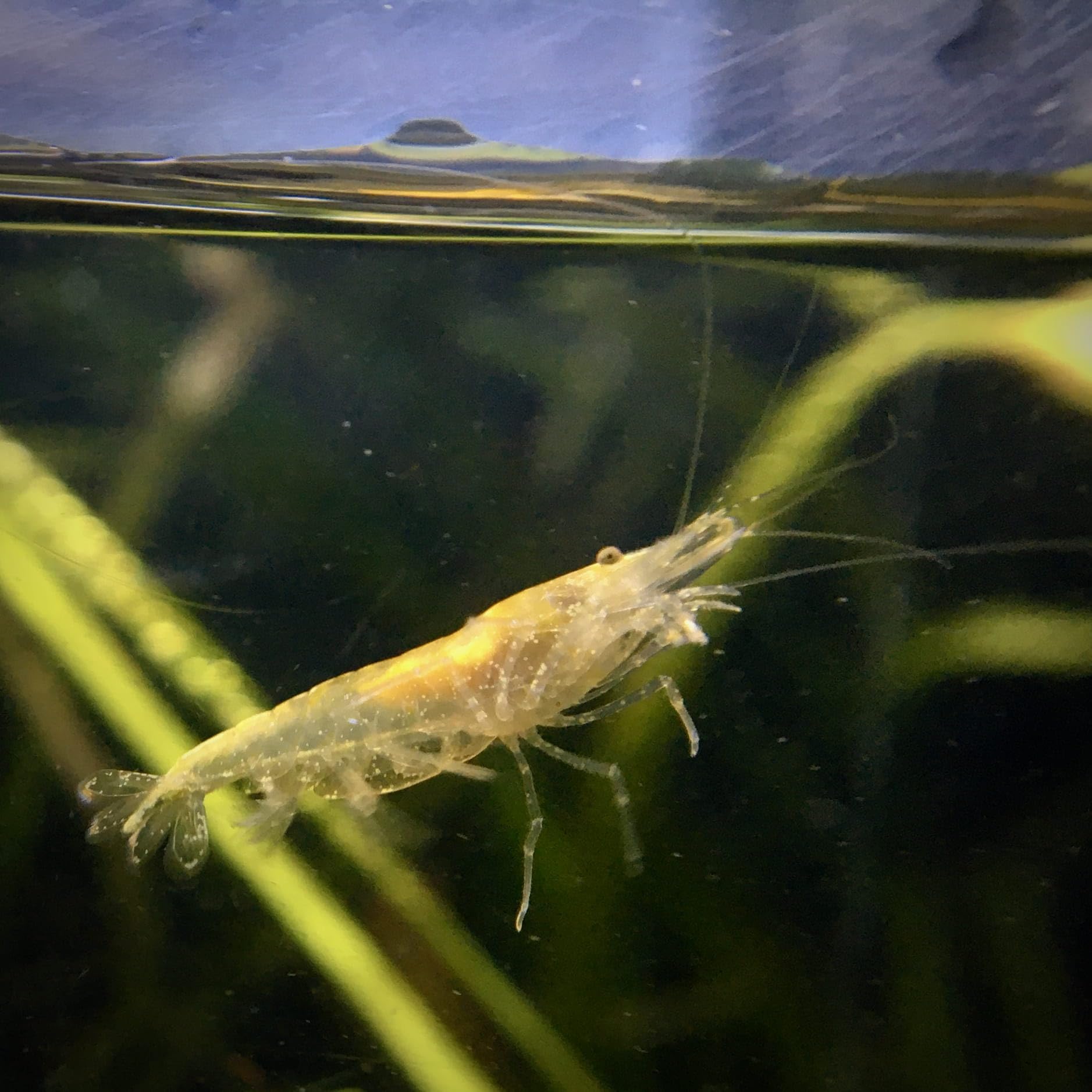 Lot de 12 Crevettes Jaune Néon pour Aquarium d'eau Douce | Crevettes élevées en Bretagne, France, en aquarium et uniquement dans de l'eau du robinet. Expédition rapide et sécurisée