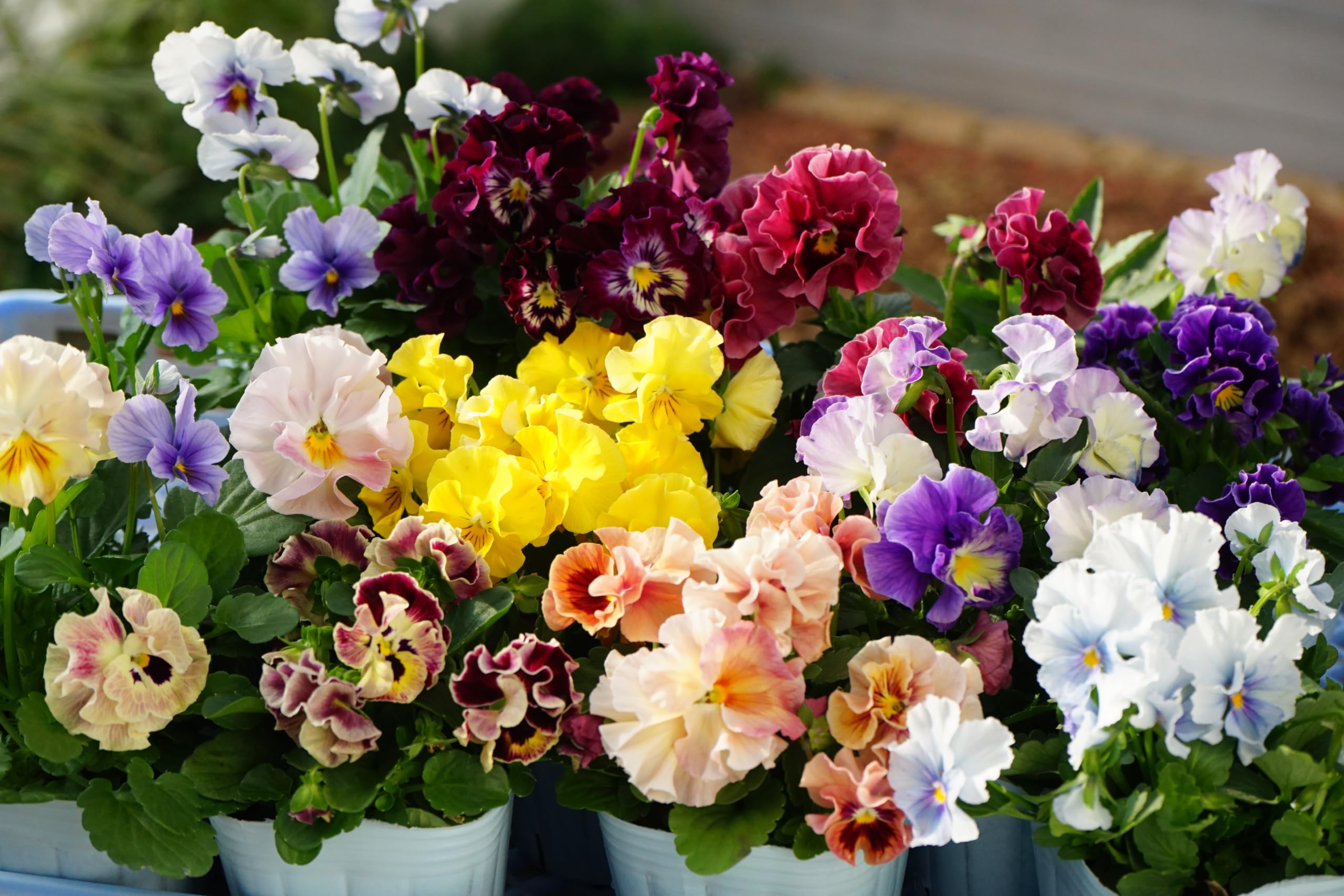 Amazon.co.jp: フリル咲きビオラ 花色おまかせ(淡色4株+濃色4株) 花苗