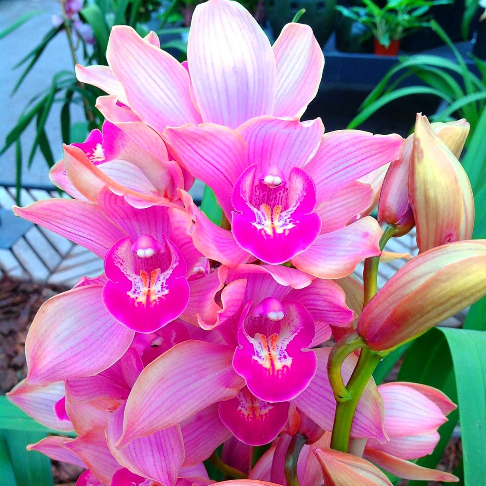 Radiant Cymbidium Orchid Bulbs – Jumbo Blooms for Holiday Displays – Easy-Grow Indoor Flowers, Perfect Decor-15 Bulbs-J