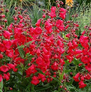 Flower Seeds Plants Penstemon Seeds Twizzle Coral 200 Pcs Penstemon Seeds