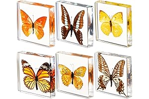 6 Pieces Real Butterfly Collection Gift