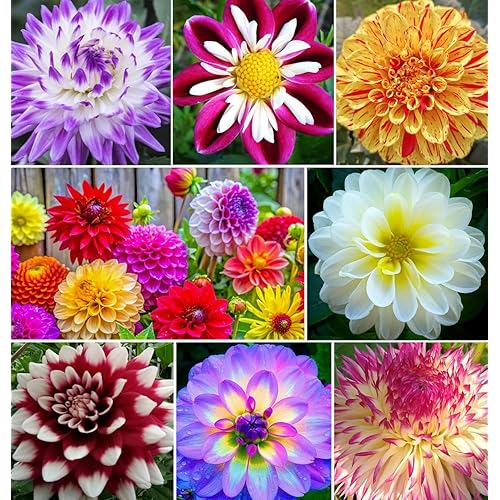 Rare Mix Dahlia Pompon Flower Seeds Colorful Variabilis Beautiful Annual Outdoor Lawn Plant Bonsai Flowering Seeds Bloom 100pcs