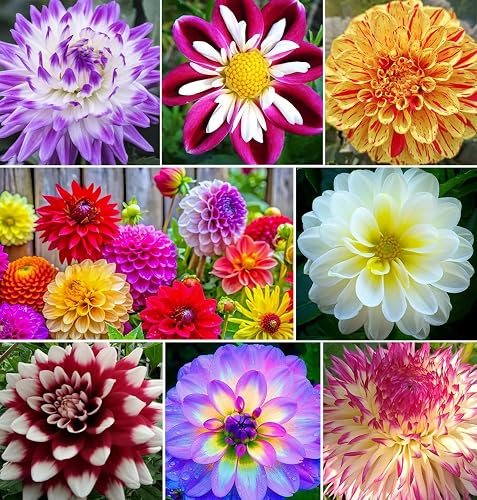 Rare Mix Dahlia Pompon Flower Seeds Colorful Variabilis Beautiful 100+Seeds