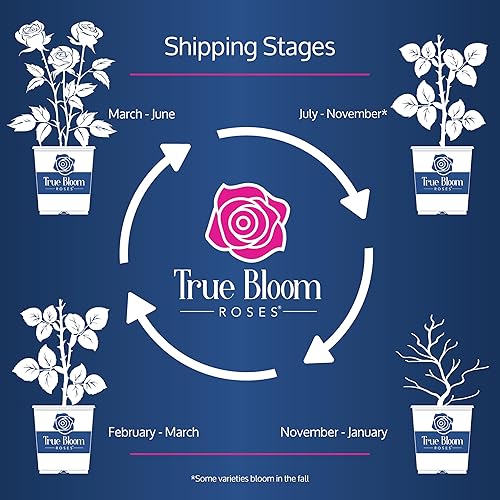 Miniatura 5 de True Bloom 'True Serenity' - Rosas vivas y rosales listas para plantar, regalo de plantas de rosas para amantes de las plantas, rosas de jardín,