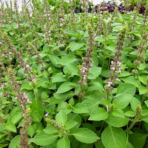 Miniatura 2 de Blue Spice - Semillas de albahaca (Ocimum americanum) Más de 100 semillas de hierbas medicinales raras en cápsulas de semillas congeladas para el
