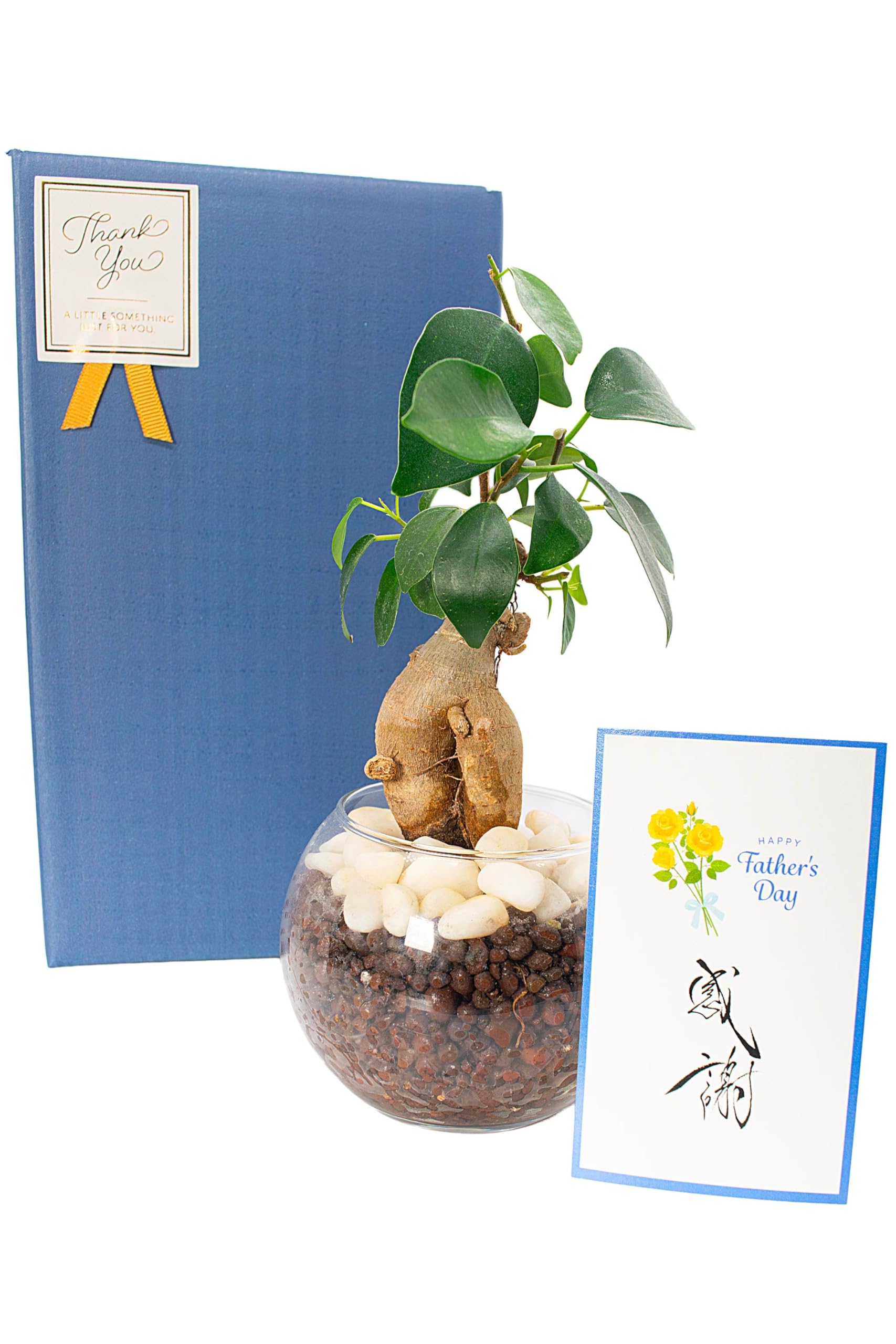 Amazon｜[ miipas ] ガジュマル 父の日 観葉植物 ミニ 小さい 絵手紙