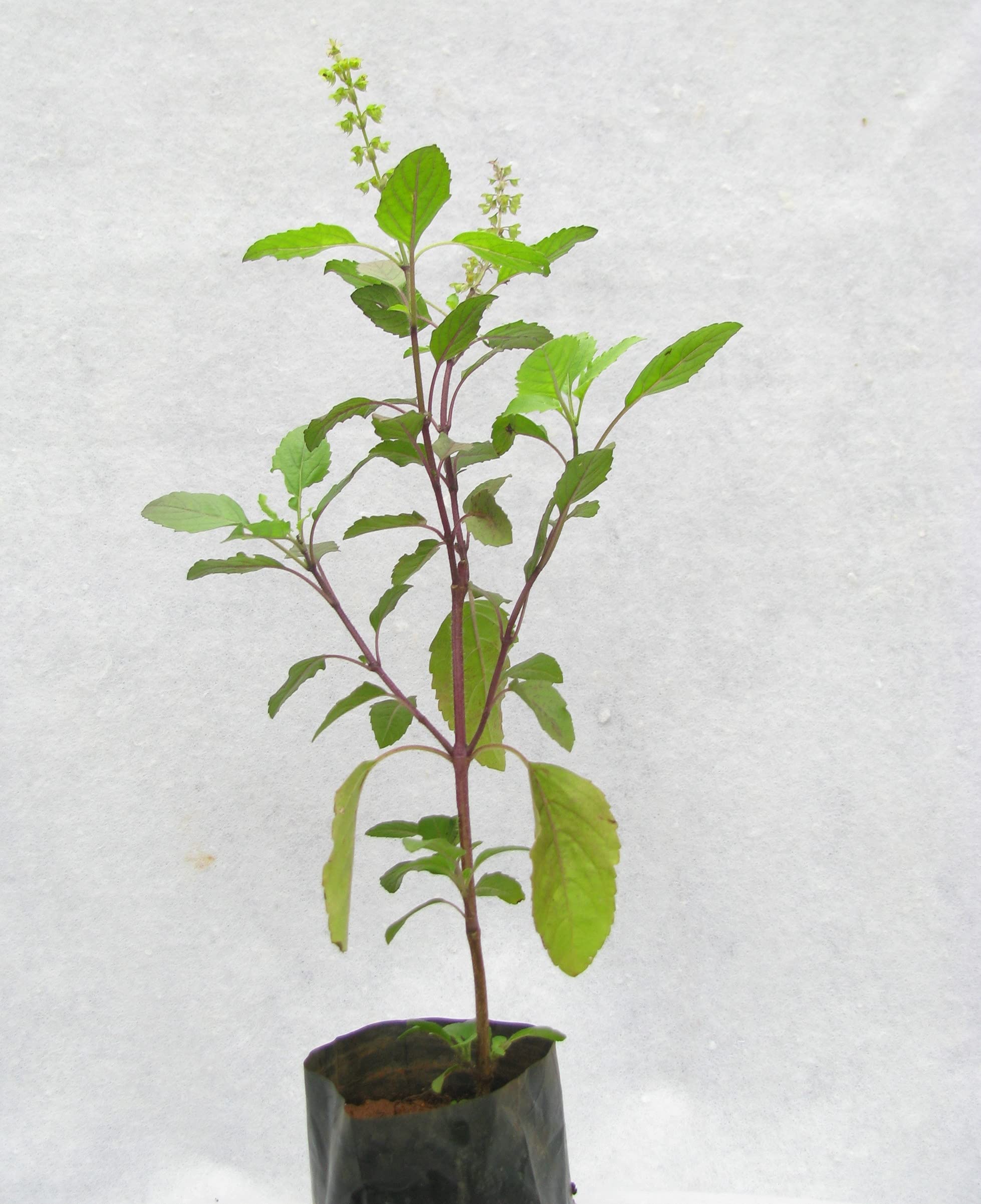 See full amazon price history chart for MyOwnGarden Holy Basil (Krishna Tulsi) Herbal Plant (Pack of 1) MyOwnGarden Holy Basil (Krishna Tulsi) Herbal Plant (Pack of 1) (B094NW7L65) Amazon Price History, Amazon Price Tracker
