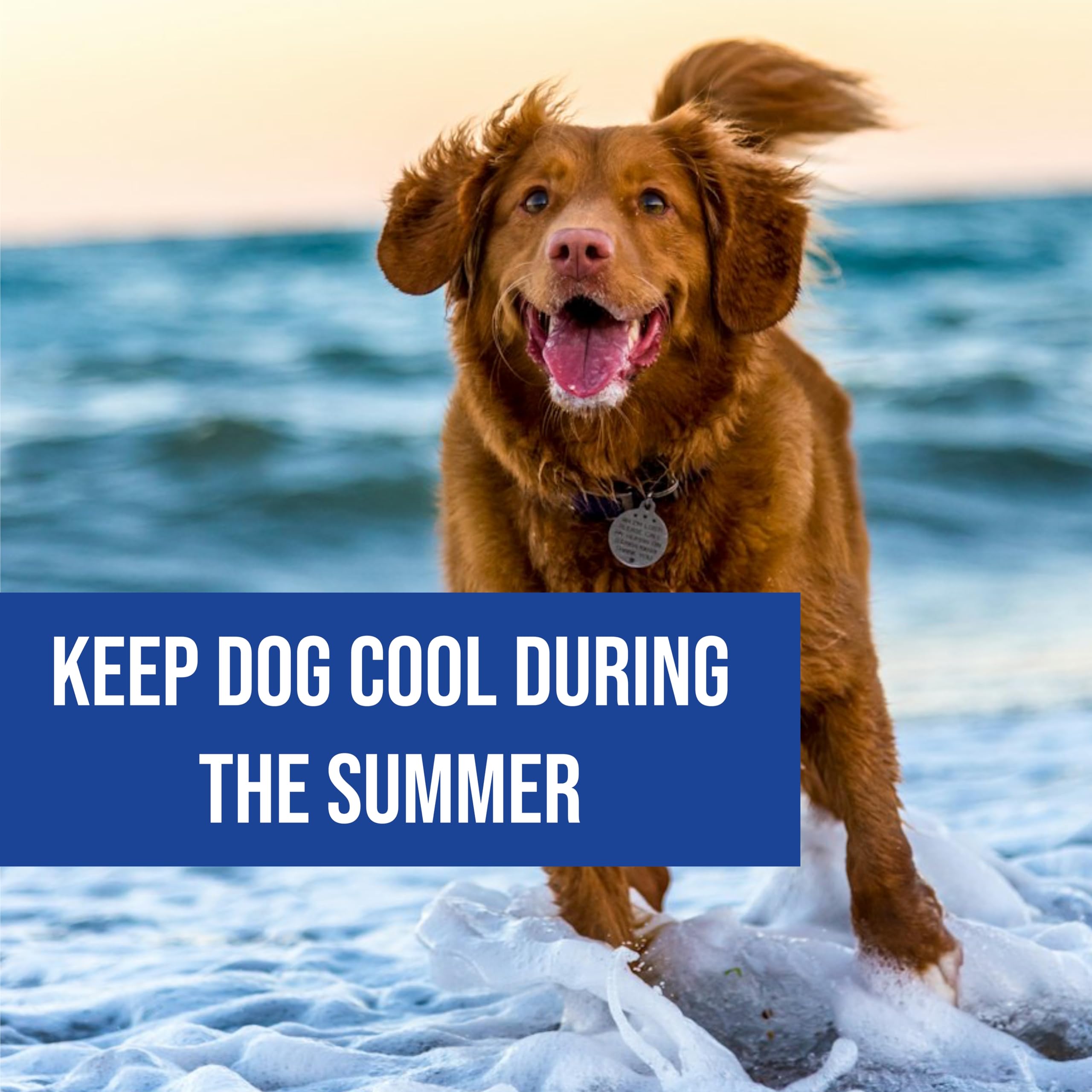 eBoutik, Summer Dog Cooling Harness Vest with Detachable Cooling Pad - Image 3
