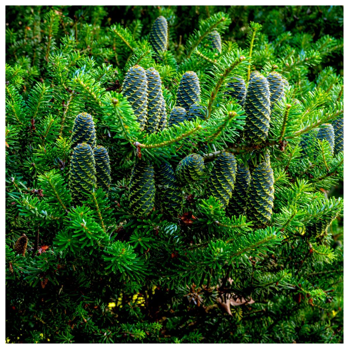 1 Korean Fir Tree/Abies Koreana, 15-20cm Tall, Very Popular Ornamental Plant 3fatpigs®