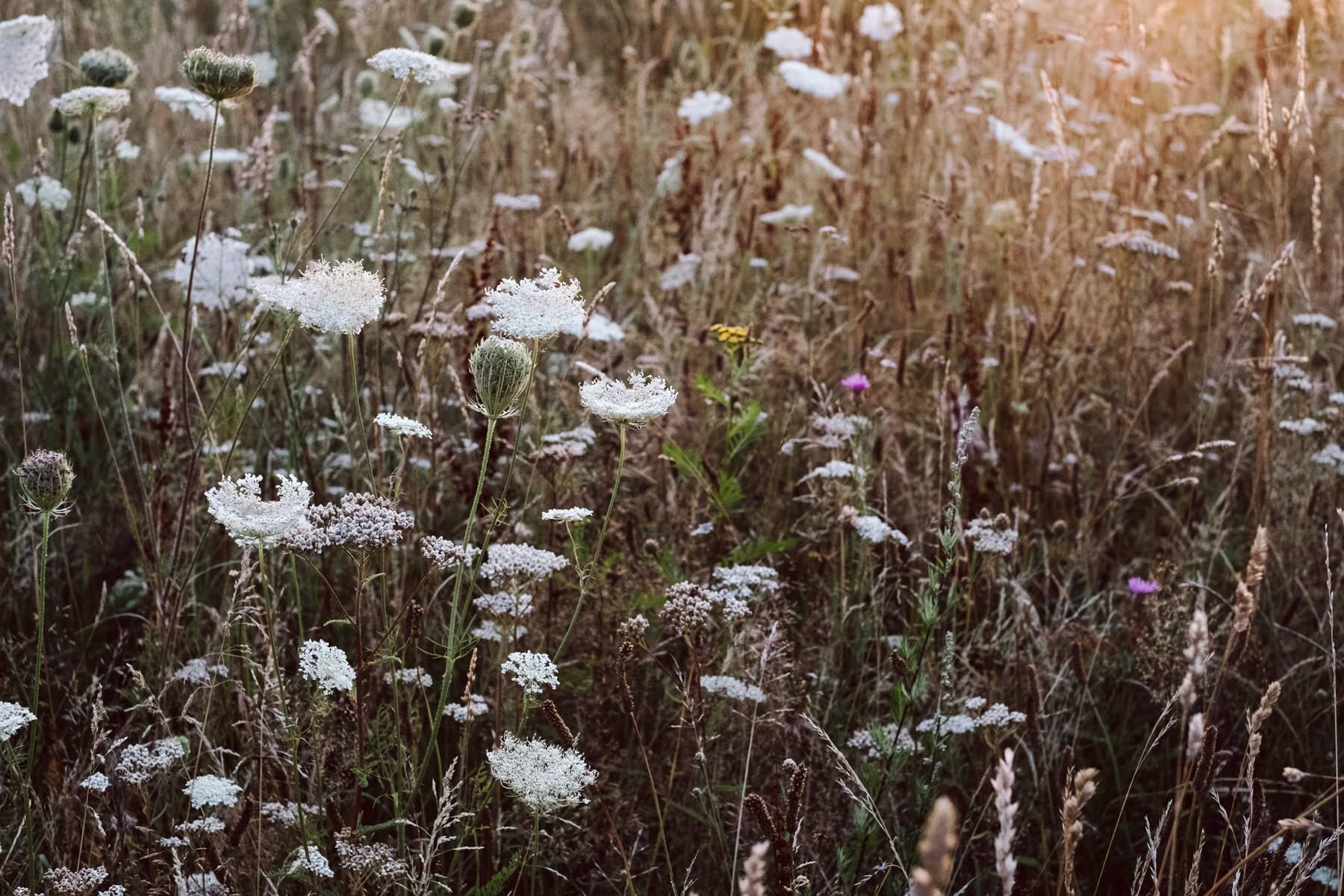 Zu den Wiesen: Vom naturnahen und artenreichen Gärtnern. Ein Gartenporträt. Das neue Buch zum Blog Krautkopf - Deutscher Gartenbuchpreis 2024