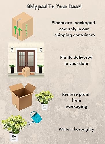 Miniatura 9 de Arbusto de ponche de lima con hortensias de ganadores probados de 2 galones