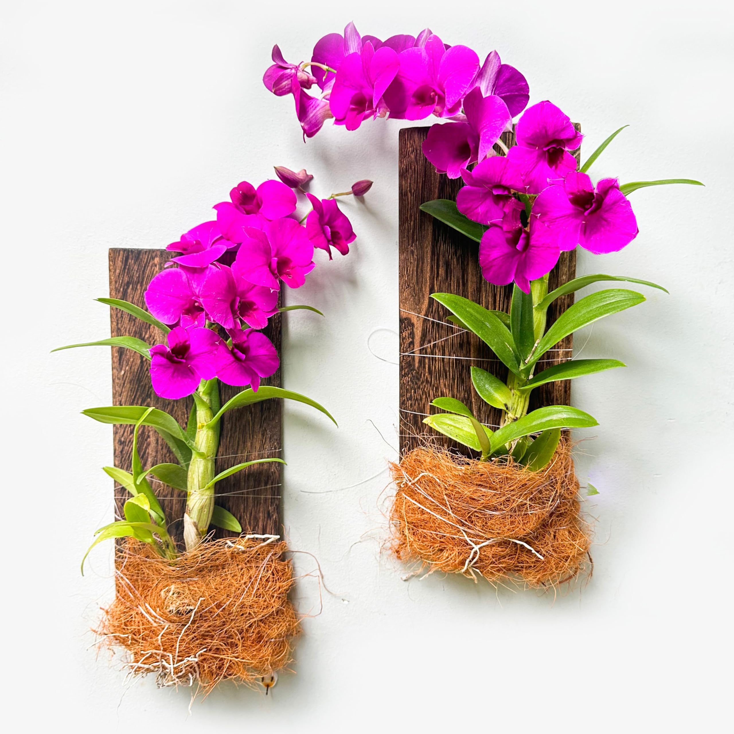 LaLaGreen Wooden Orchid Wall Planters (2 Pack, 5x12 Inch) Hanging LaLaGreen Wooden Orchid Wall Planters (2 Pack, 5x12 Inch) Hanging