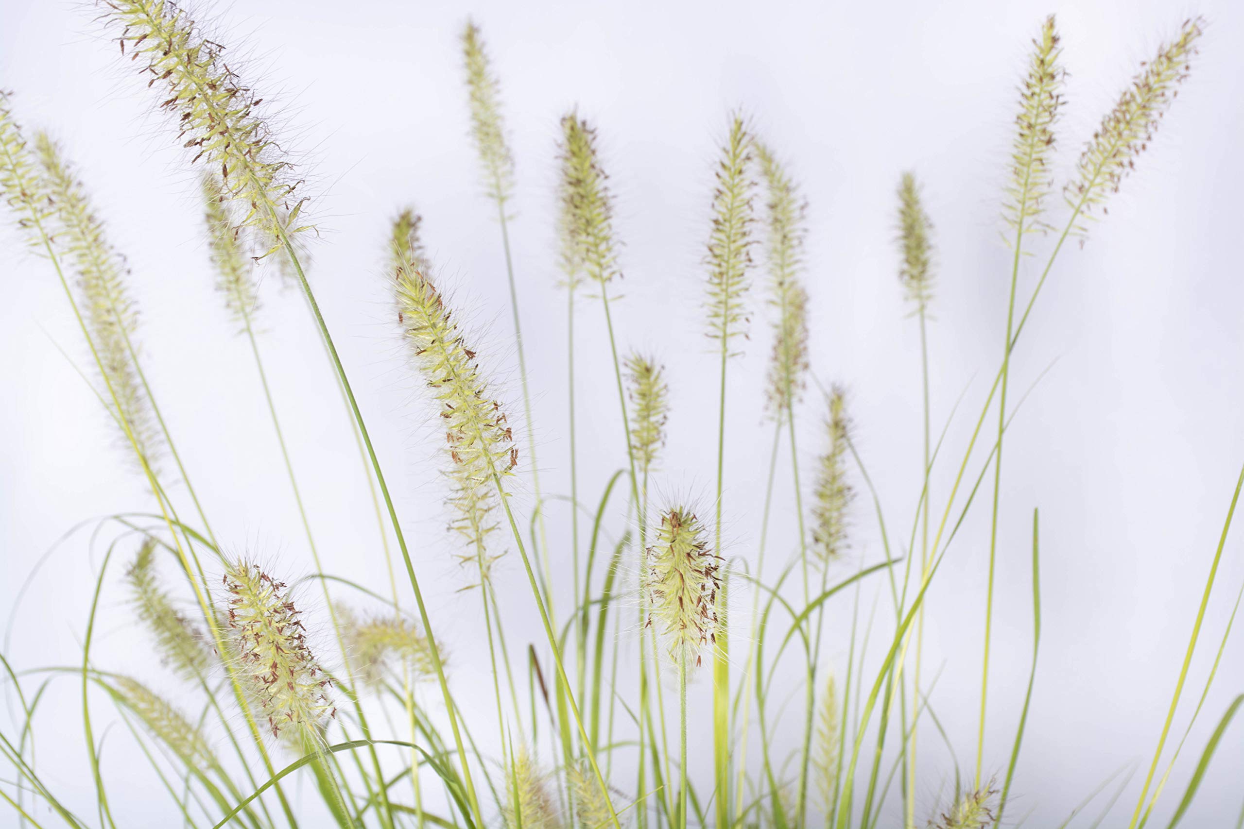 PENNISETUM Piante da siepe sempreverde, Pianta da esterno longeva e versatile con forma a fontana, Diametro vaso 19 cm (Pennisetum Hameln Yellow)