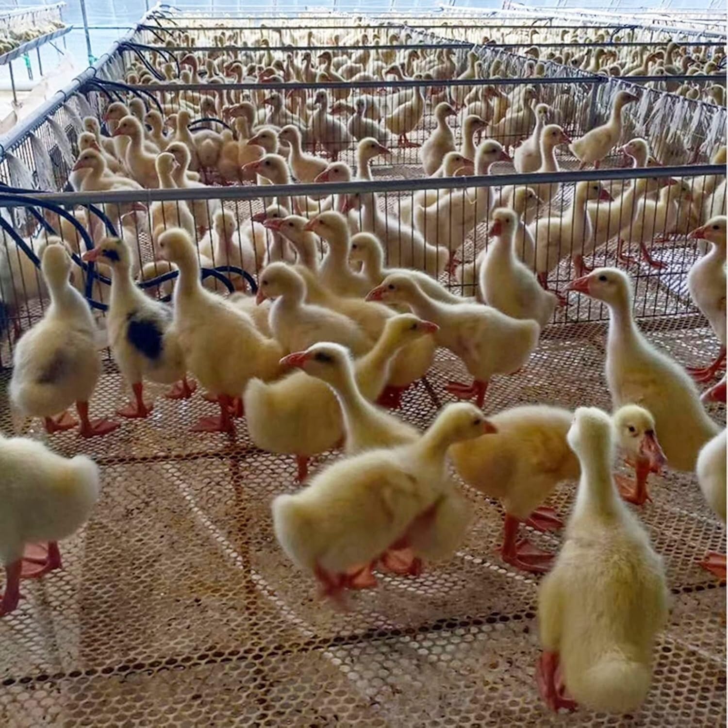 Clôture de poulailler et jardin blanc pour protéger les lapins et chèvres