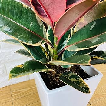 ゴムの木(フィカス) Amazon｜観葉植物 ゴムの木 フィカス・ルビー 6号鉢 苗木 鉢植え