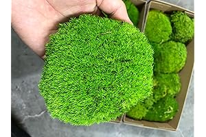Prefleur Preserved Pole Moss Pillow Bun Cushion Natural Green Decorative Real DIY...