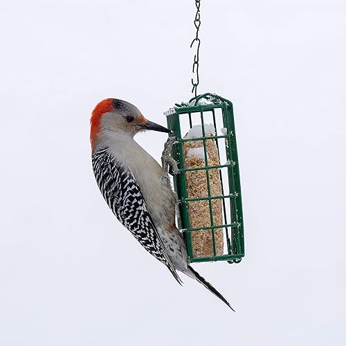 Miniatura 29 de C&S CS12566 Delicia de arándano, 11.75 onzas, ninguno