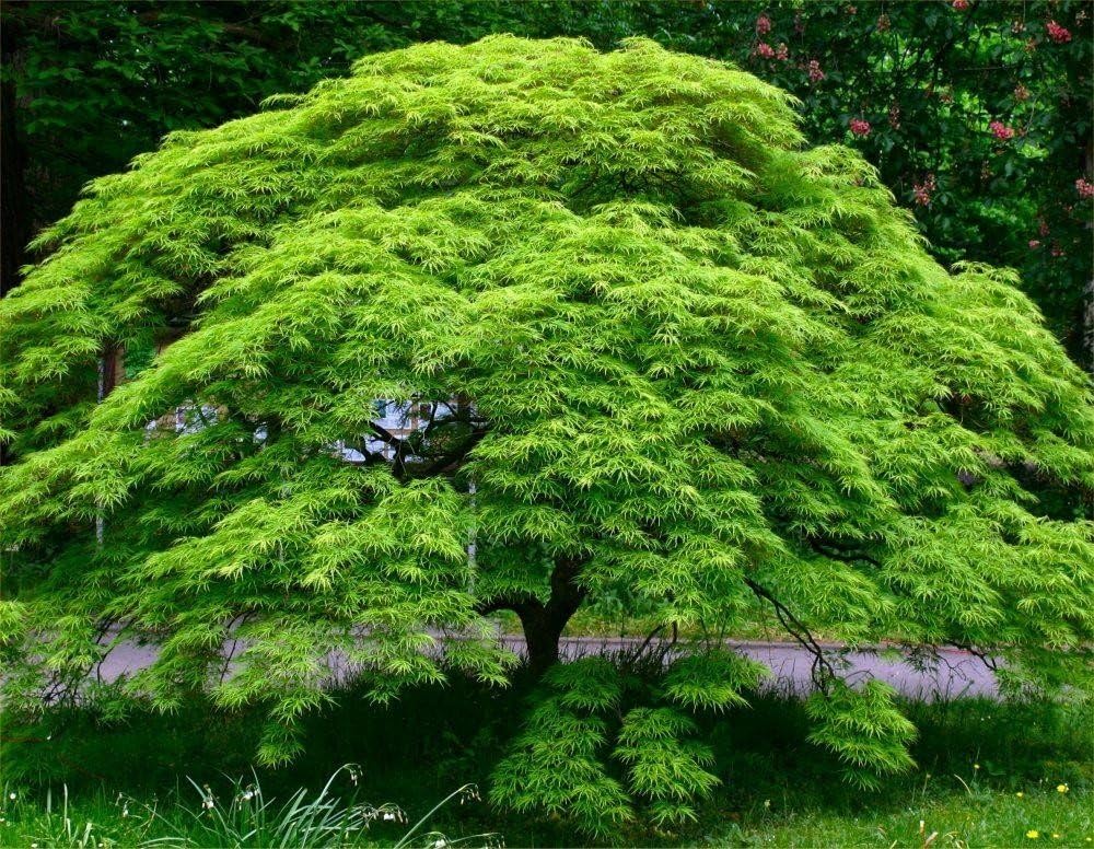 Privick Mill Nursery - Japanese Maple - Acer Palmatum - 10 Seeds - Ornamental Tree - Bonsai