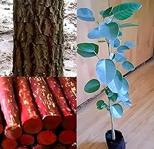 Rishika Plant House-Most Expensive Original Red Sandalwood || Lal Chandan Tree Live Healthy Plant pack of 1 for Home Garden Tree