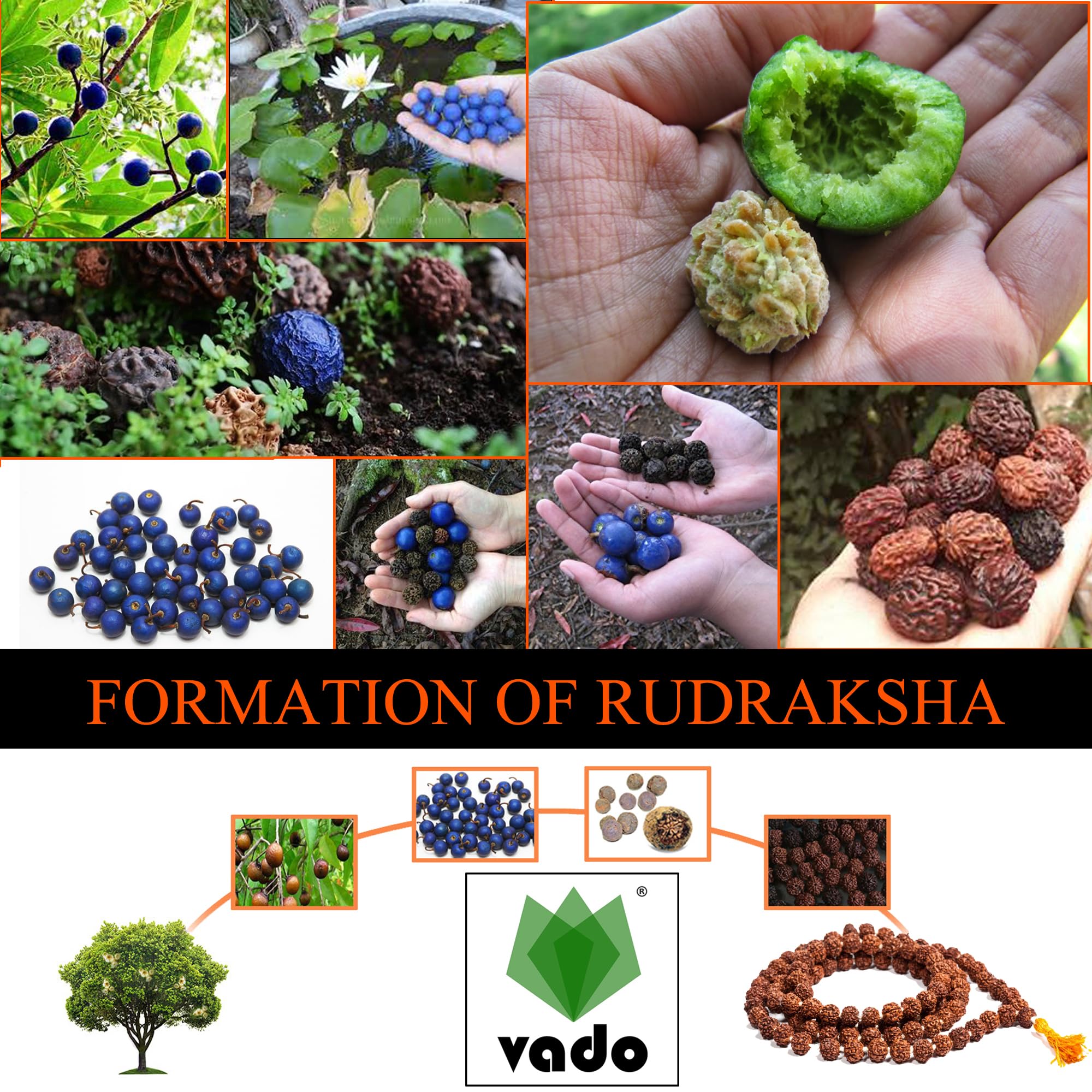 Vado Nepali Rudraksha Fruit (Pack of 9 Beads) रुद्राक्ष फल with Natural Untreated Raw Shell for Mala & Bracelet (9) 4