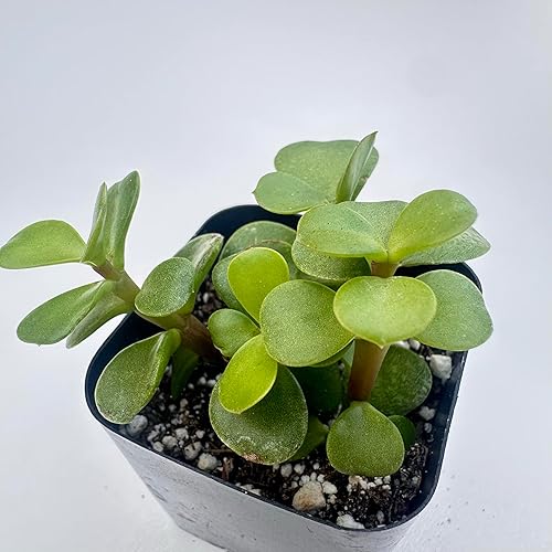 Miniatura 4 de Plantas suculentas vivas, variedades surtidas en dos tamaños de maceta, plantas de fácil cuidado para interiores y exteriores, GNEM (Crassula ovata