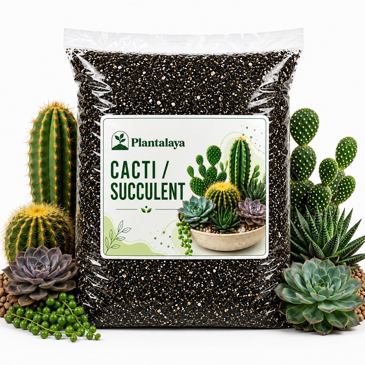 Cacti & Succulent Potting Mix – Fast Draining Soil Blend for Cactus, Succulents, Aloe Vera, Echeveria, Haworthia & Jade Plants – Premium Growing Medium for Healthy Roots (2.5 Litres)