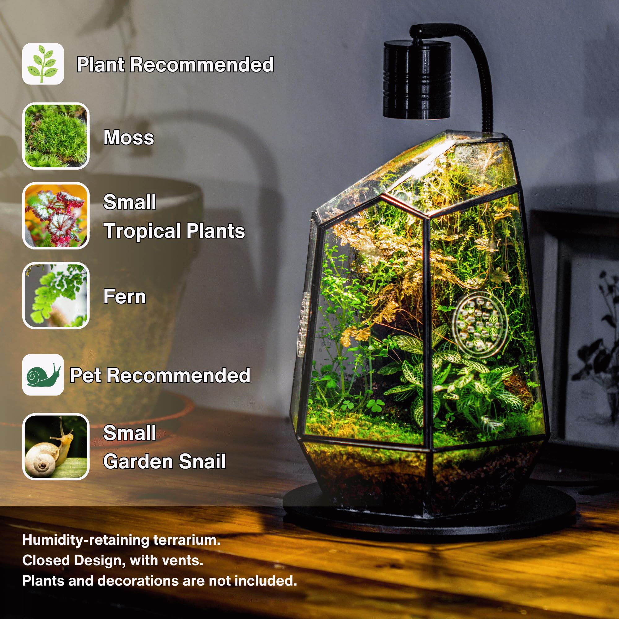 NEPETHICA ネペンテス SEALED BOTTLE PLANTS NEPETHICA ネペンテス SEALED BOTTLE PLANTS NCYP Close Geometric Tin