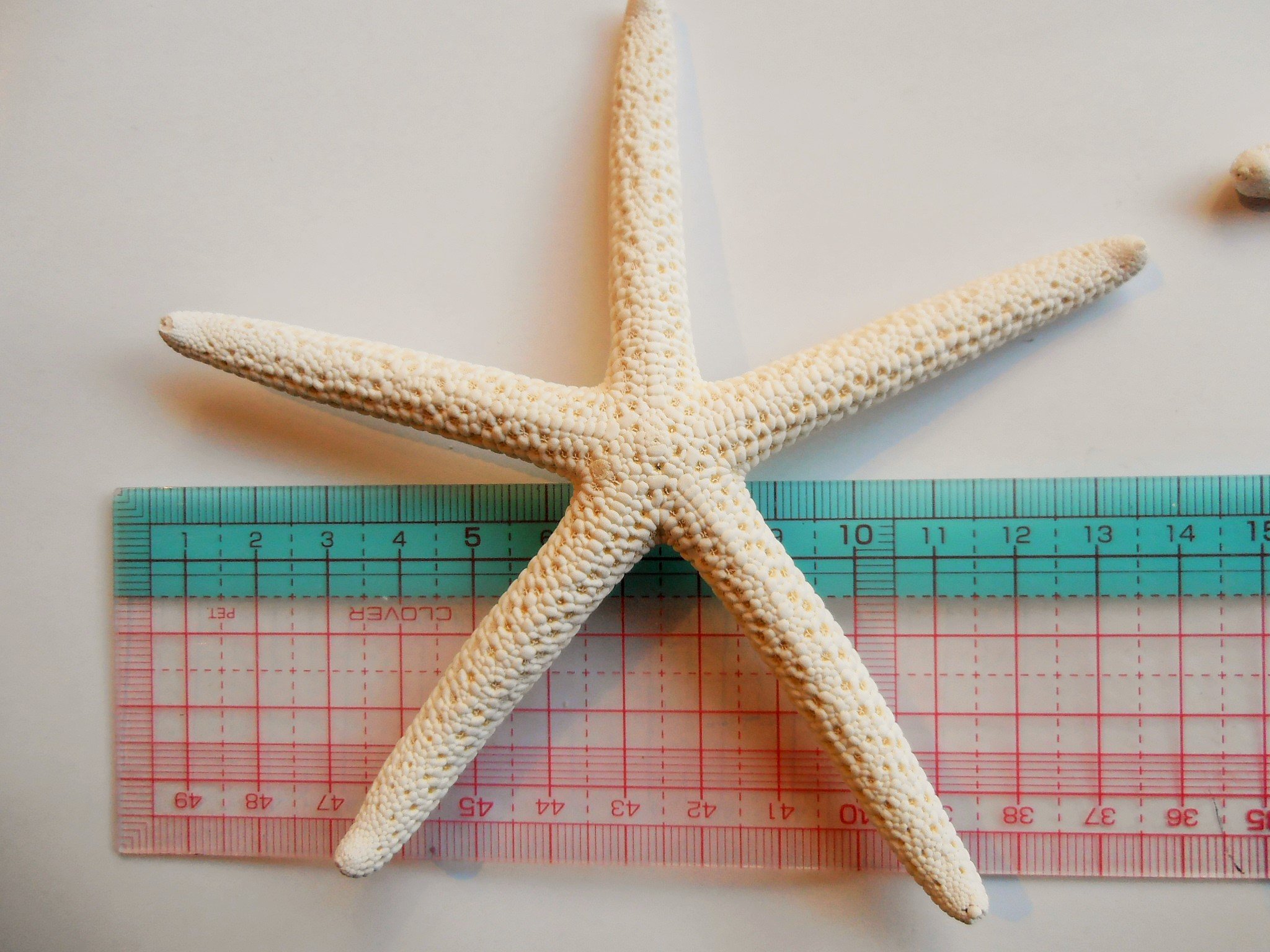 Steuben Galss スターフィッシュ ヒトデ 置物 Steuben Galss スターフィッシュ ヒトデ 置物 Steuben Galss