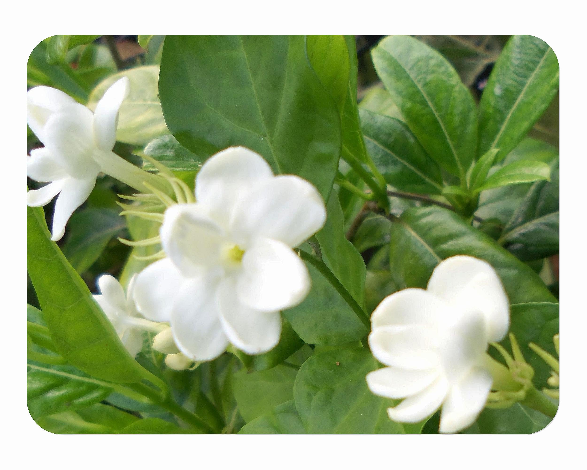 Maid of Orleans Arabian Jasmine by Emerald Goddess Gardens