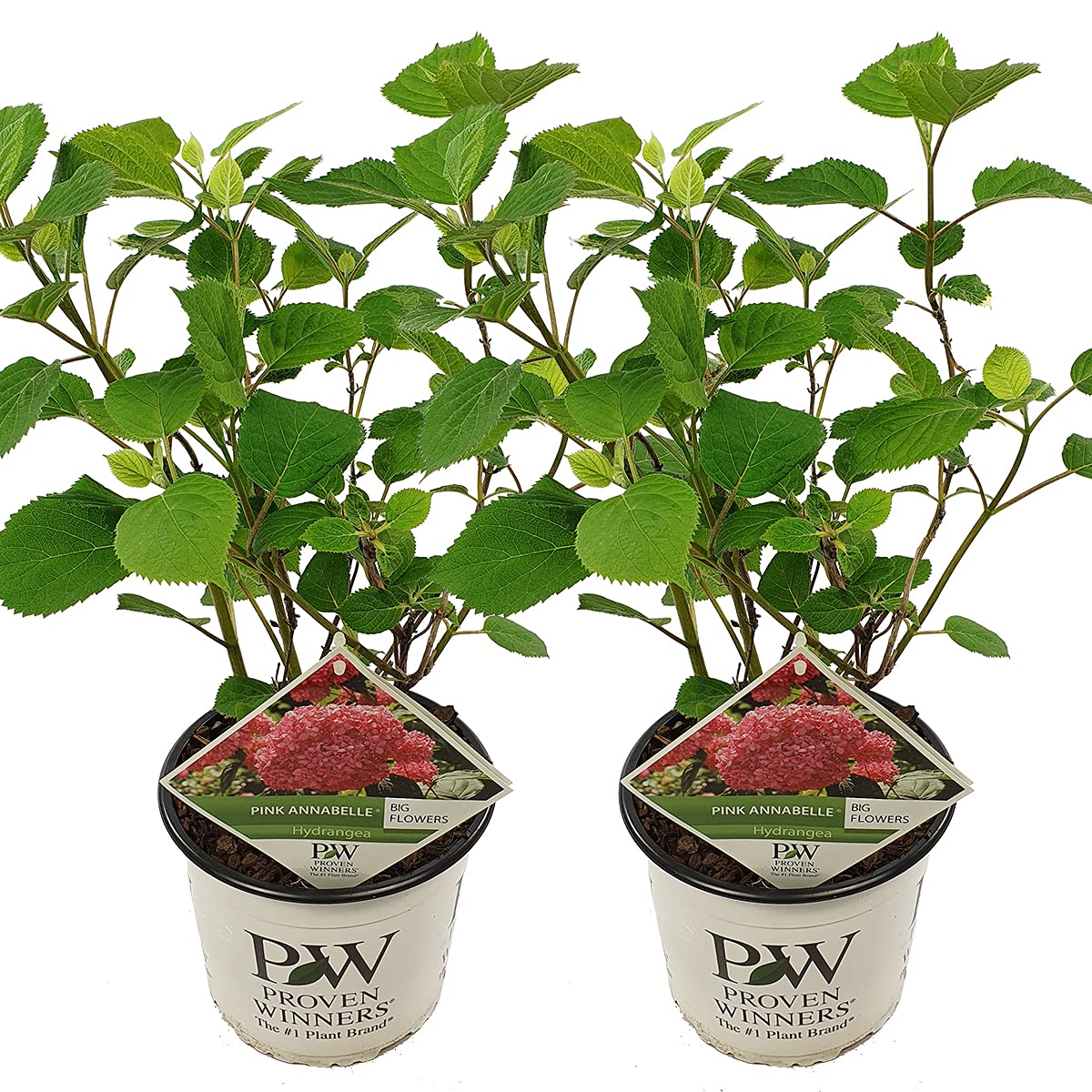 Bloomique - Set de 2 - Hydrangea ‘Pink Annabelle’ - Hortensia - Rosa - Plantas de jardín - Resistente al frío - Altura 40-50 cm - Maceta 19 cm