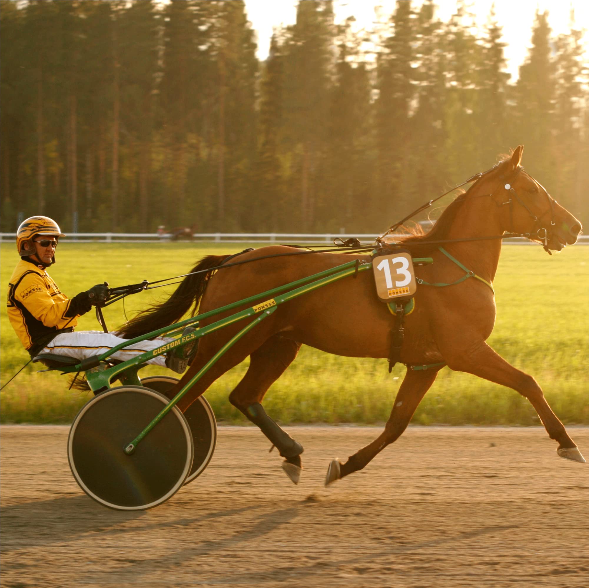 Polar Equine Herzfrequenzmesser für Pferde – H10 Sensor mit wasserdichtem Brustgurt für Trabrennen und Reitsport.