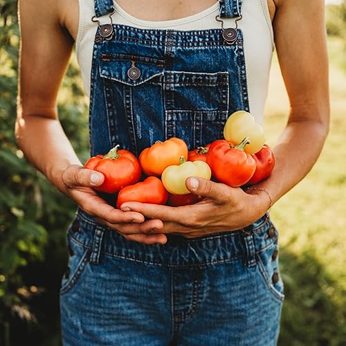 Miniatura 3 de Alma Pimentón Pimentón – 25 semillas – Variedad de pimienta húngara, cultivadas en Estados Unidos, semillas de pimiento dulce sin OMG para plantar