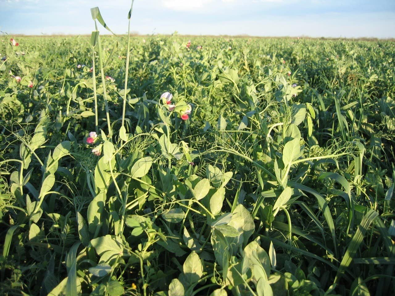 Max Attract - A Superior Deer Feed and Attractant Food Plot Seed for Both Deer and Turkey. Our Time Tested Blend and Proven to Provide Fall & Winter Attraction with Spring Nutrition. (20 LBS Bag)