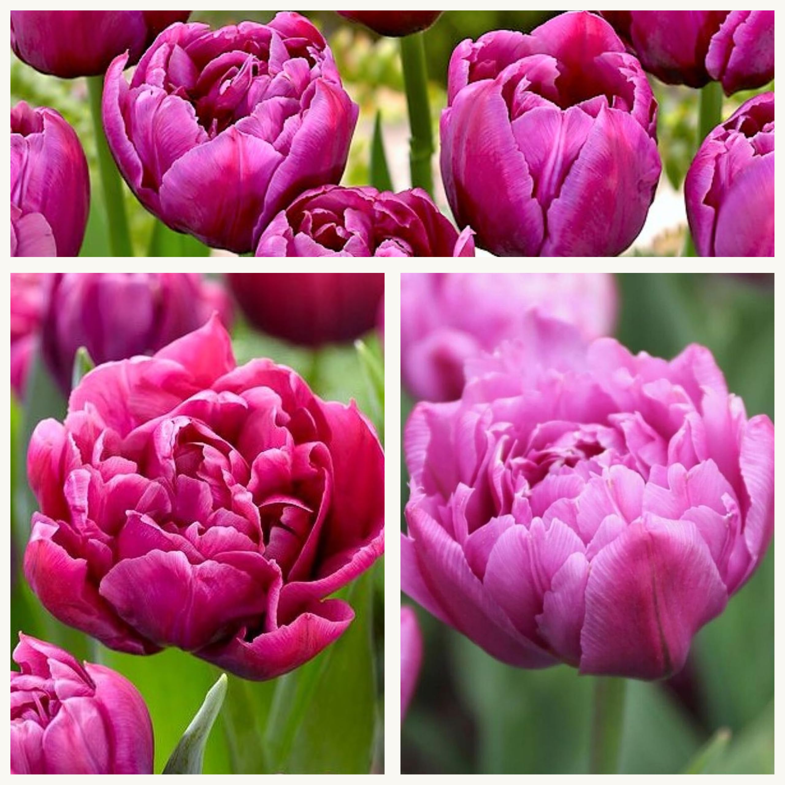 Double Early Tulip Margarita x 10 Flower Bulbs. Stunning Double Tulip Purple Flowers. Easy to Grow