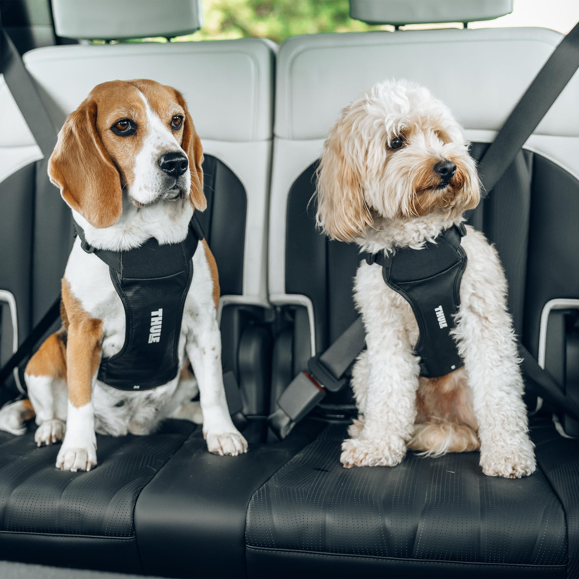 Thule Cappy Hundegeschirr Fürs Auto Black, S