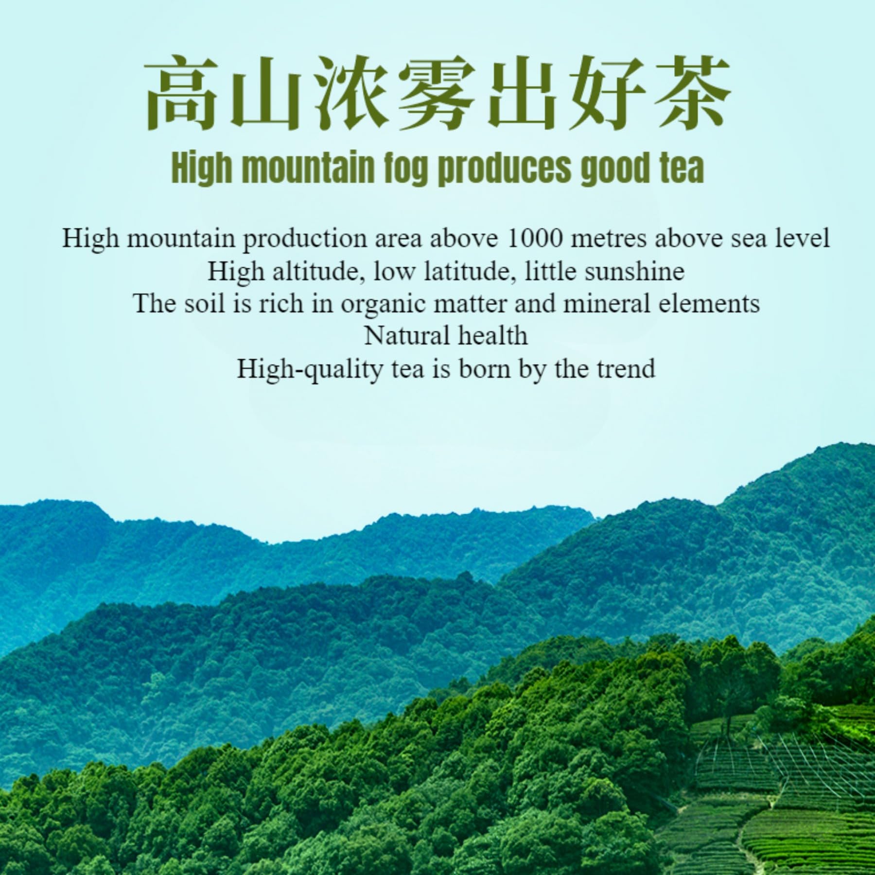 Tè Verde A Foglia Sciolta Premium "Queshe" 250g / 8,82oz Tè Di Alta Montagna, Tè Cinese, Raccolto in Pre-Chingming