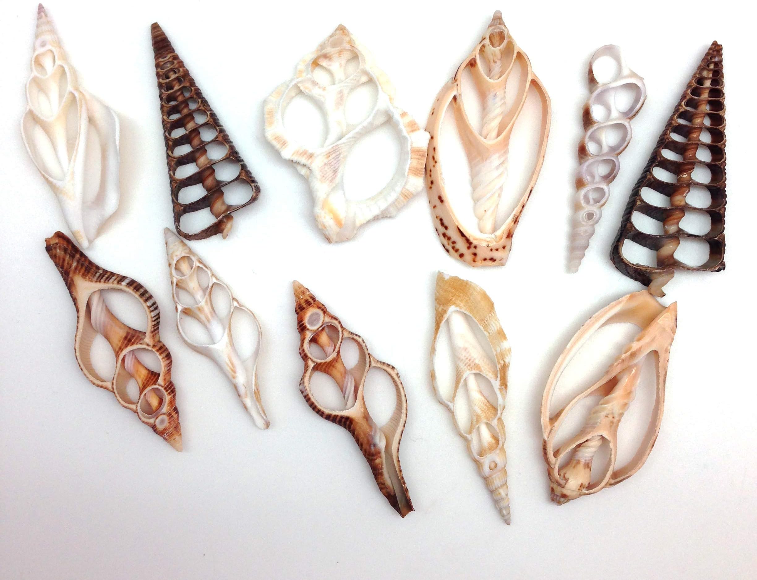 PEPPERLONELY 20PC Center Cut Assorted Mixed Sea Shells, 2 Inch ~ 3 Inch