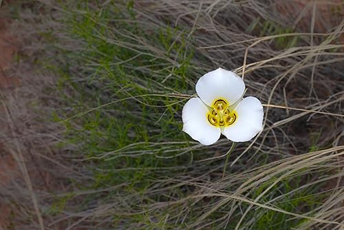 Miniatura 7 de Sego Lily 25 Seeds (Calochortus nuttallii) Heirloom - Polinizado abierto